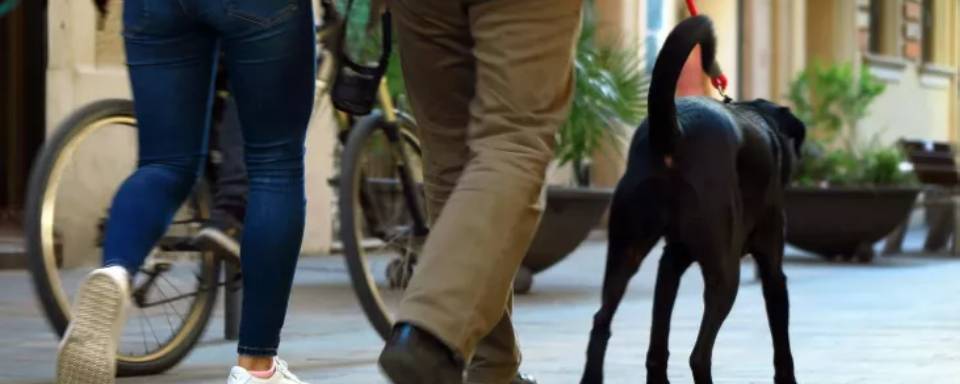 Imagen de un perro paseando por la ciudad, estando obligado a estar censado en el Registro de Animales de Compañía.